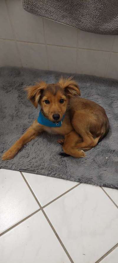 Mischlinge raten - Rätselspaß-Beitrag-Bild