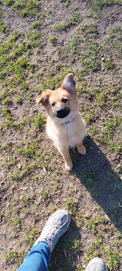 Mischlinge raten - Rätselspaß-Beitrag-Bild