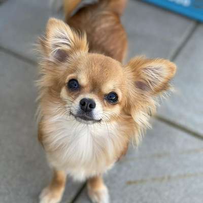 Hundetreffen-Kleinen Spielkamaraden gesucht-Bild