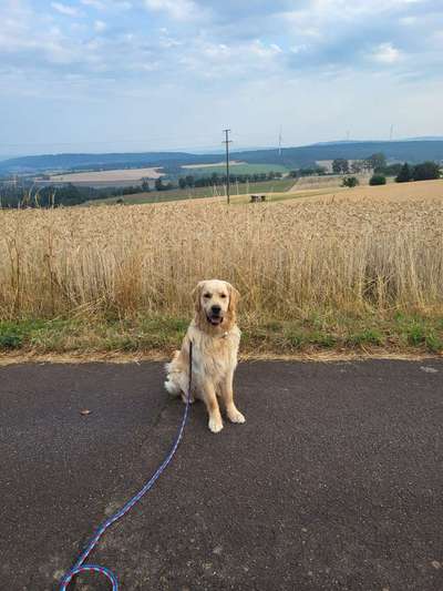 Dogorama Photo Challenge - Gassipause-Beitrag-Bild