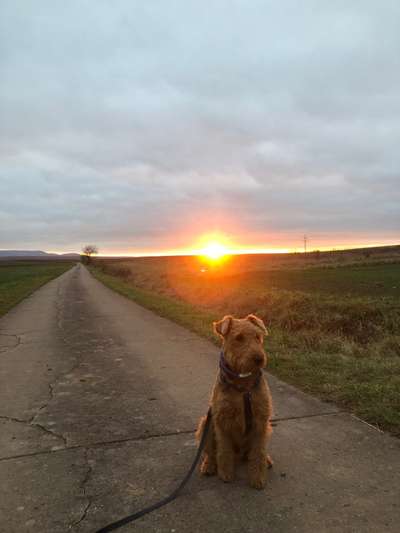 Airedale Terrier-Beitrag-Bild