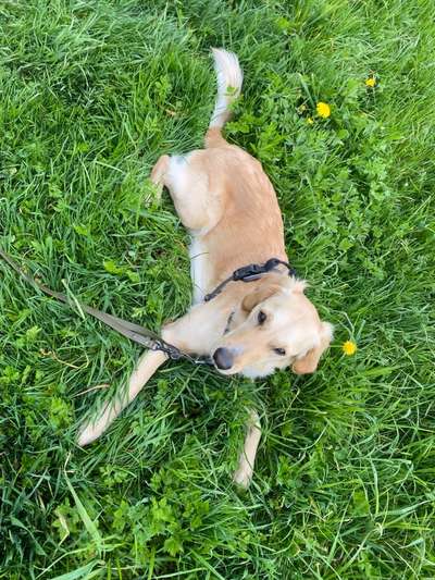 Wo sind die Golden Retriever Liebhaber?-Beitrag-Bild