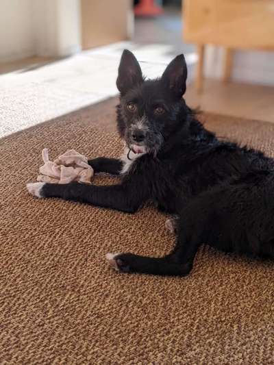 Mischlingshunde Foto Aufruf-Beitrag-Bild