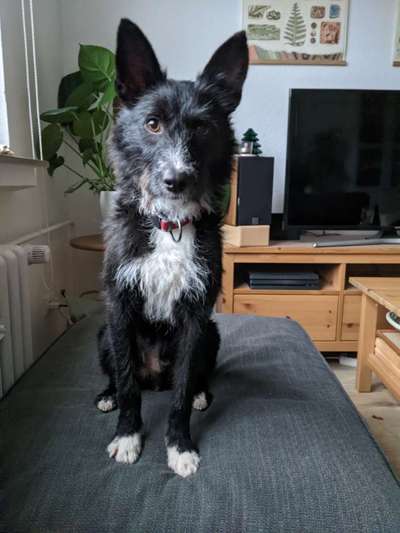 Mischlingshunde Foto Aufruf-Beitrag-Bild