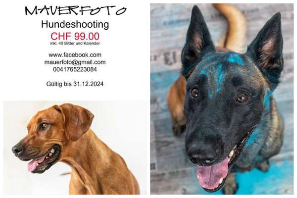 Hundetreffen-Hundeshooting-Bild