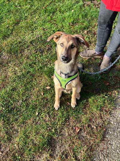 Hundetreffen-Hundetreffen-Bild