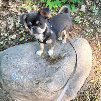 Hundetreffen-Spielen und gemeinsames Gassi-Bild