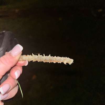 Giftköder-Extra ausgelegte angespitzte Knochen!-Bild