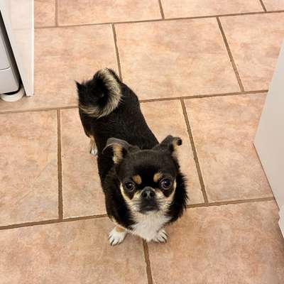 Hundetreffen-Spielen und gemeinsames Gassi-Bild