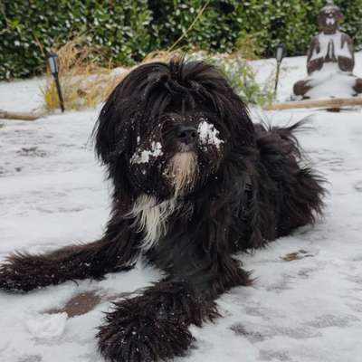 Hundetreffen-Spielfreund gesucht!-Bild