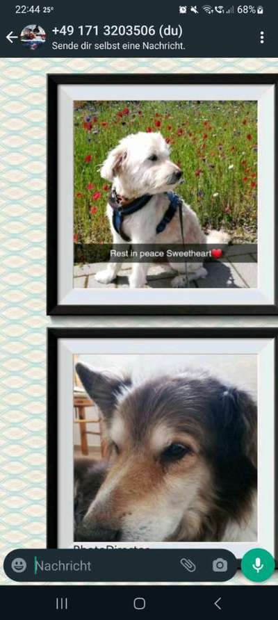 Unsere Fellnasen im Regenbogenland-Beitrag-Bild