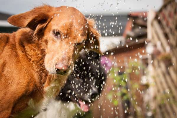 Dogorama-Monats-Challenge-Mai "Wasser"-Beitrag-Bild