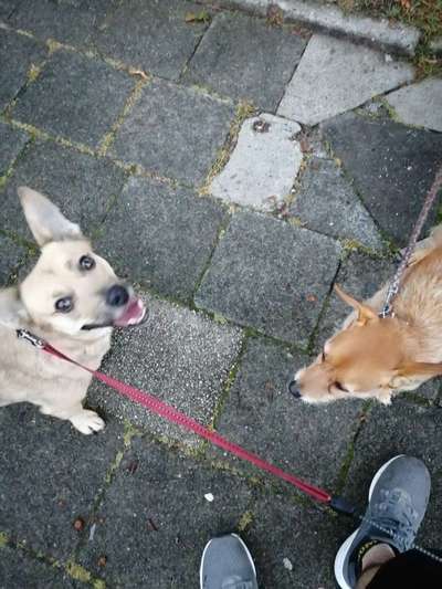 Bester Freund, Hundekumpel - zeigt her!-Beitrag-Bild