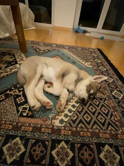 Challenge Nr 14
Eure Fellnasen auf ihrem Lieblingsplatz-Beitrag-Bild