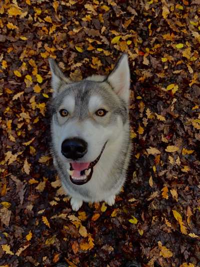 Husky-Beitrag-Bild