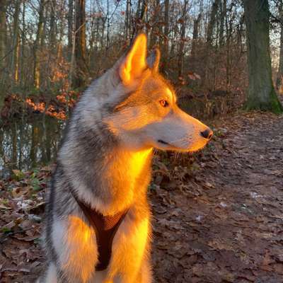 Hundetreffen-Gassirunden 🌞