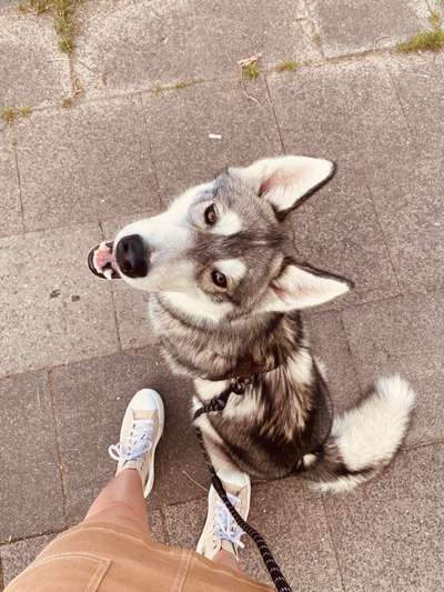 Husky-Beitrag-Bild