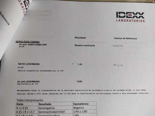 Leishaniose..Futter empfehlen..-Beitrag-Bild