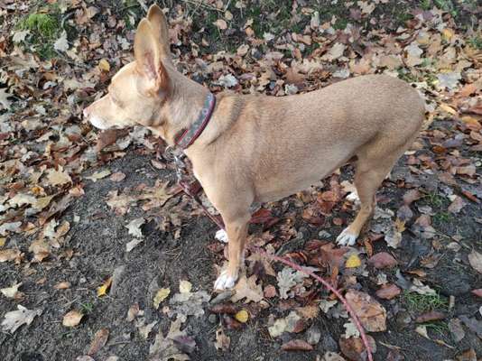 Tierschutzhund ist meine Lieblingsrasse-Beitrag-Bild