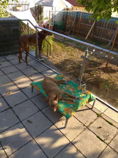 Podencomischling oder Podenco-Beitrag-Bild