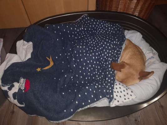 Podencomischling oder Podenco-Beitrag-Bild