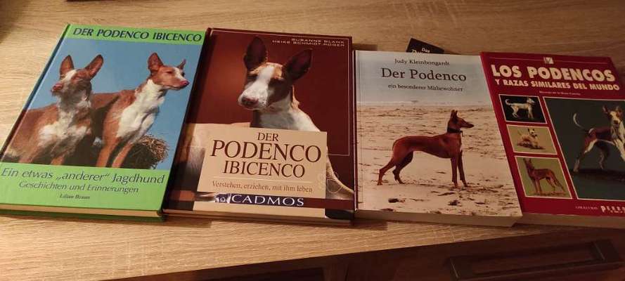 Podencomischling oder Podenco-Beitrag-Bild