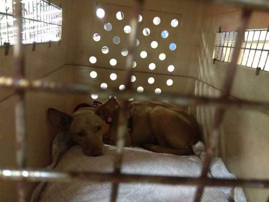 Podencomischling oder Podenco-Beitrag-Bild