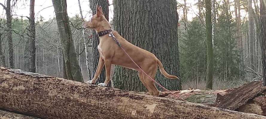 Podencomischling oder Podenco-Beitrag-Bild