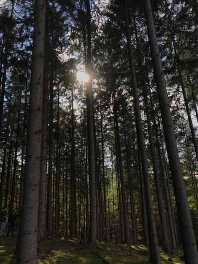 Die wunderschöne Welt mit Hund.-Beitrag-Bild