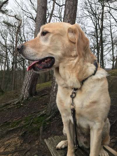 Labradorfans-Beitrag-Bild
