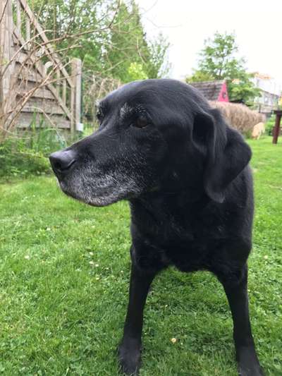 Labradorfans-Beitrag-Bild