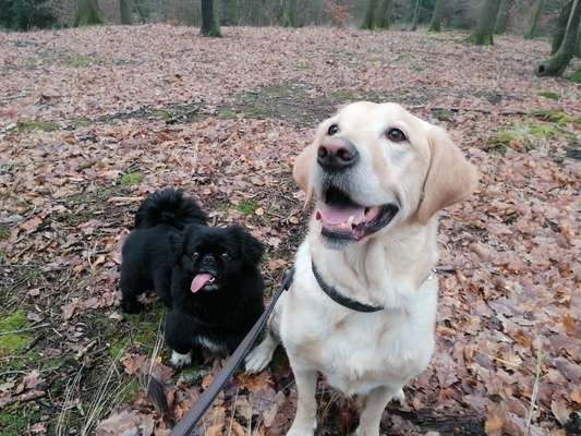 Dogorama Photo Challenge - Die besten Hundebuddys-Beitrag-Bild