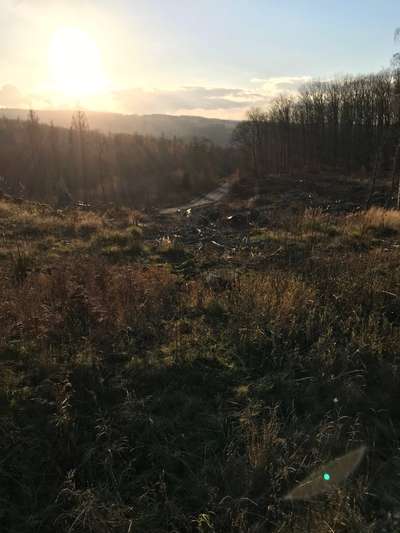 Die wunderschöne Welt mit Hund.-Beitrag-Bild