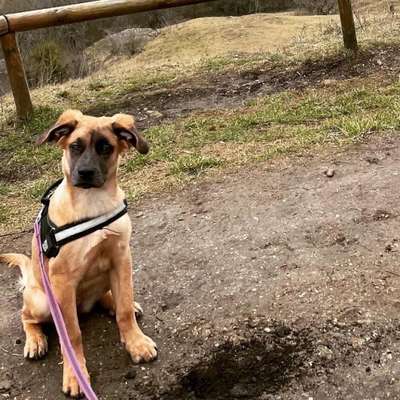 Hundetreffen-Treffen-Bild