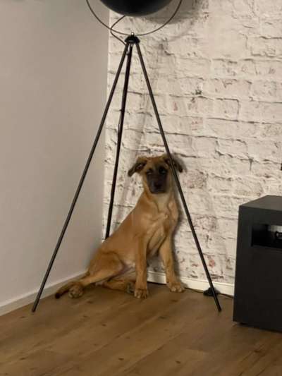 Zeigt eure wunderschönen Doggenmischlinge!!-Beitrag-Bild