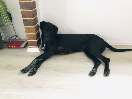 Zeigt eure wunderschönen Doggenmischlinge!!-Beitrag-Bild