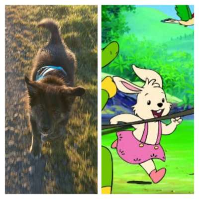 Wie heißt dein Hund?-Beitrag-Bild