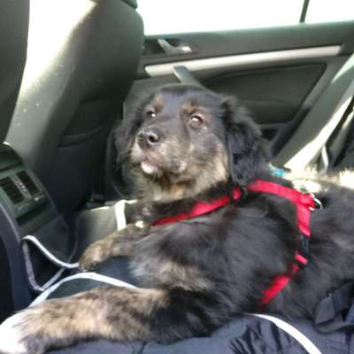 Mischlinge raten - Rätselspaß-Beitrag-Bild