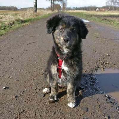 Mischlinge raten - Rätselspaß-Beitrag-Bild