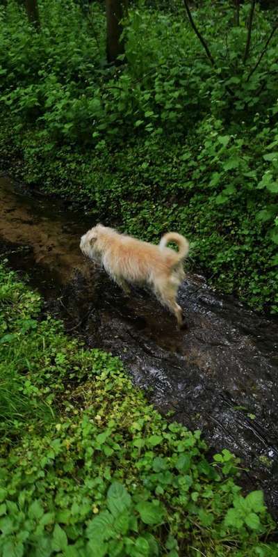 Hund aus dem Spanischen Tierschutz-Beitrag-Bild