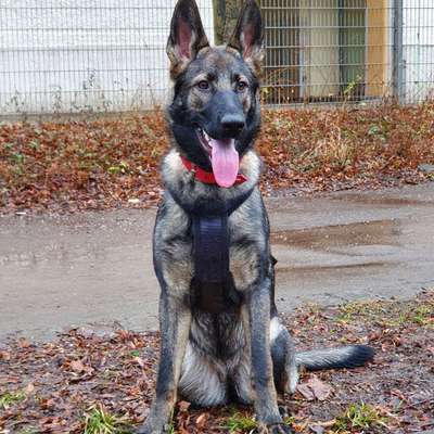 Hundetreffen-Suche immer neue Partner für ruhige Spaziergänge oder ein wenig spielen-Bild