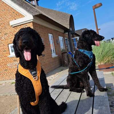 Hundetreffen-Lernen, Spielen, Spaß-Bild