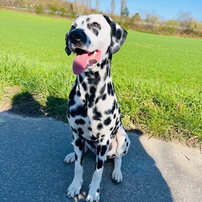 Hundetreffen-Spaziergänge / Urlaubsbetreuung-Bild