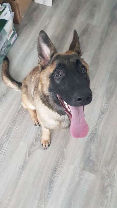 Hundetreffen-Lass uns spielen gehen und kennenlernen 🐶🌨️-Bild