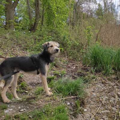 Hundetreffen-Spielfreunde gesucht in FFB oder LL-Bild