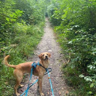 Hundetreffen-Suchen Spielgefährten-Bild