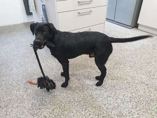 Wo sind meine Labrador Freunde-Beitrag-Bild