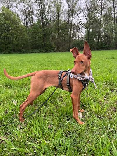 Auslandstierschutz-Beitrag-Bild