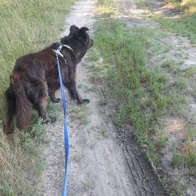 Hundetreffen-Gassirunde in Heinersdorf und Umgebung-Bild