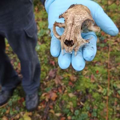 Giftköder-ACHTUNG Giftköder in Urberach-Bild